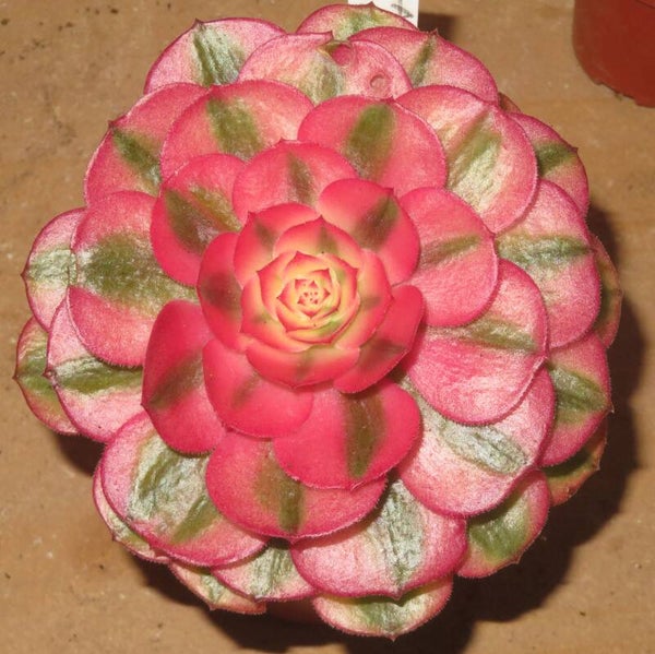 Aeonium cv Magic Candle variegata