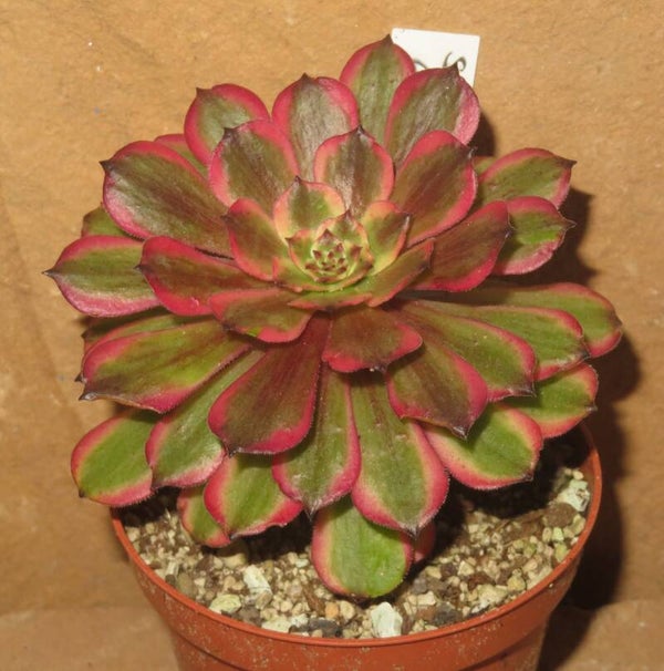 Aeonium cv Pink Daisy – Multicolor variegata
