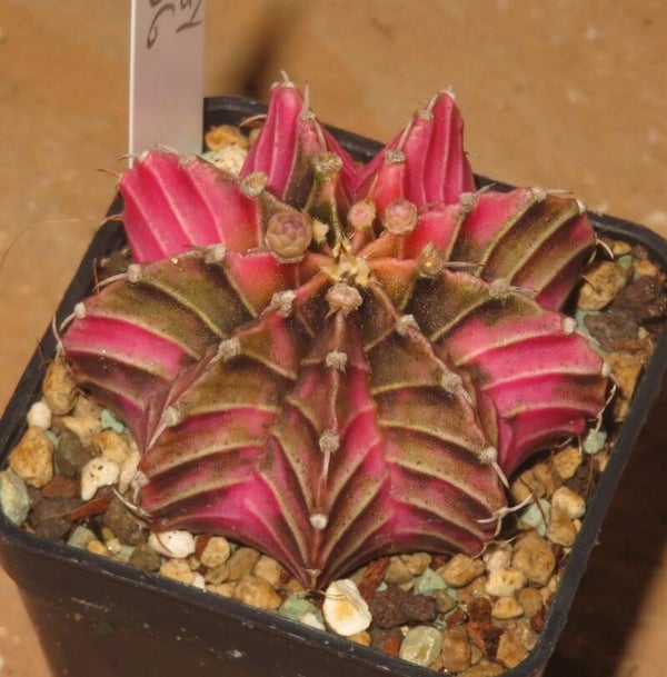 Gymnocalycium friedrichii cv LB2178 Hybrid variegata