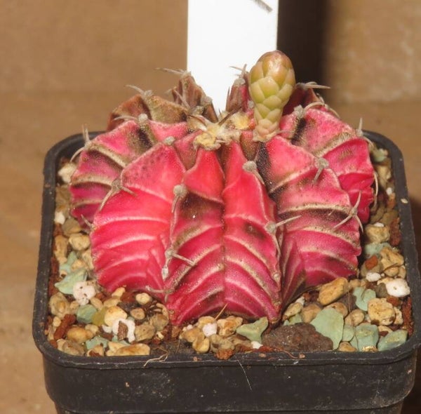 Gymnocalycium friedrichii cv LB2178 Hybrid variegata