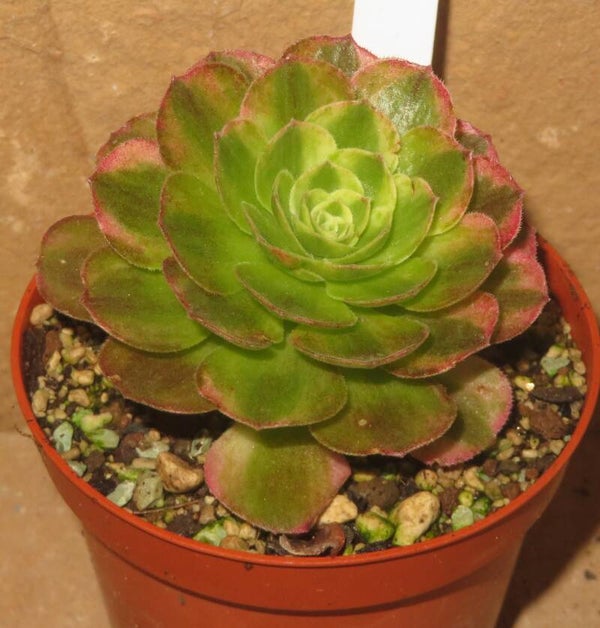 Aeonium cv Allure Fairy variegata