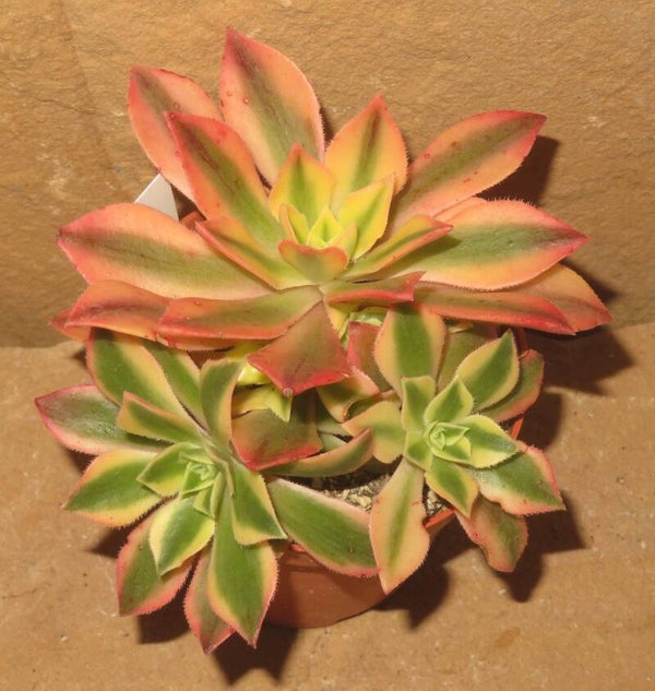 Aeonium leucoblepharum variegata