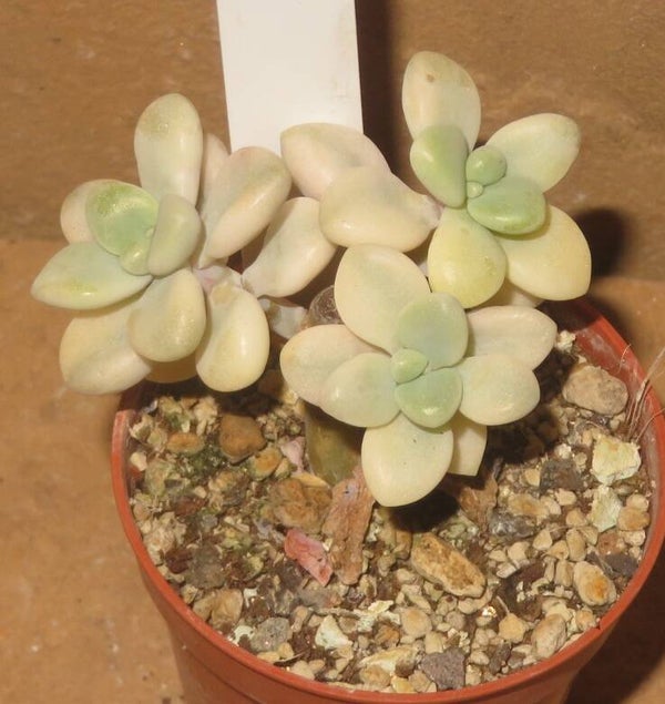 Graptopetalum sp. Ellen variegata