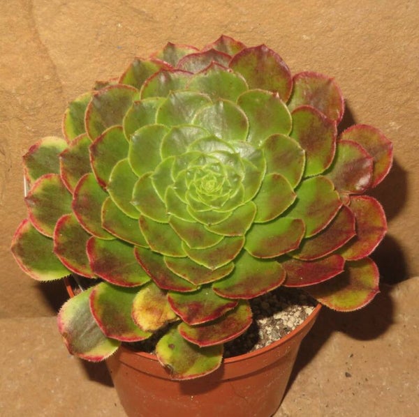 Aeonium cv Festival - Fiesta variegata