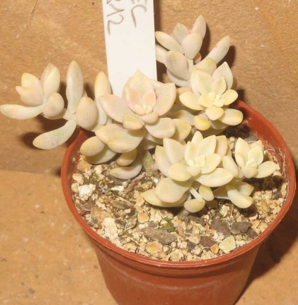 Graptopetalum mendozae Mirinae variegata