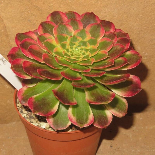 Aeonium cv Morning Glow variegata