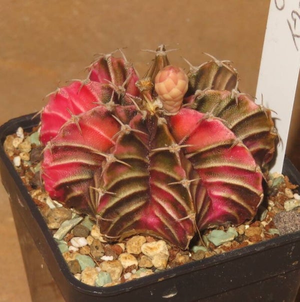 Gymnocalycium friedrichii cv LB2178 Hybrid variegata