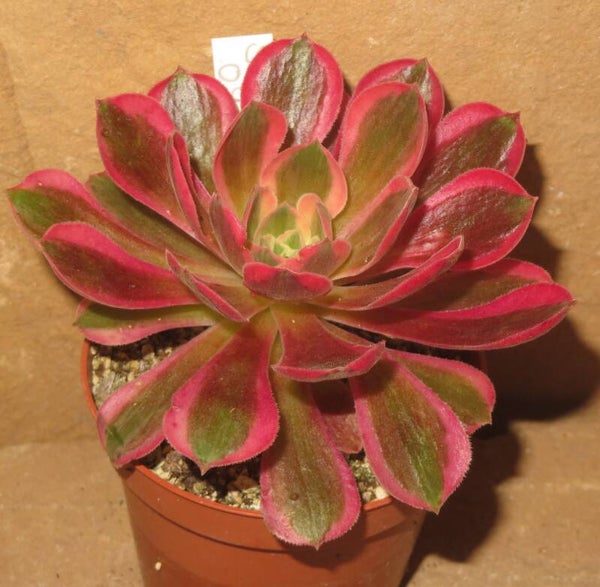 Aeonium cv Rainbow Swirl variegata