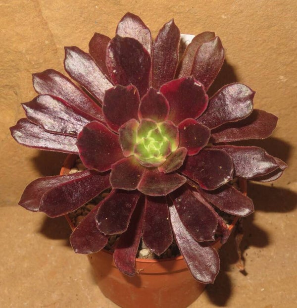 Aeonium cv Blushing Beauty variegata