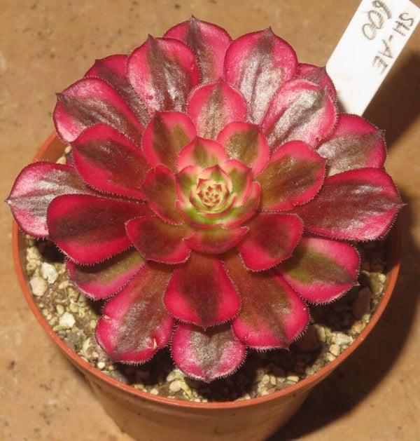Aeonium arboreum cv Schwarzkopf variegata