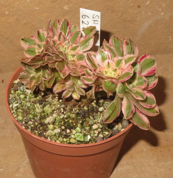 Aeonium arboreum rubrolineatum cristata variegata