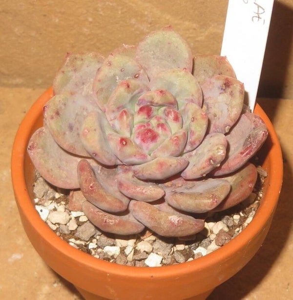 Echeveria cv Pink Ariel