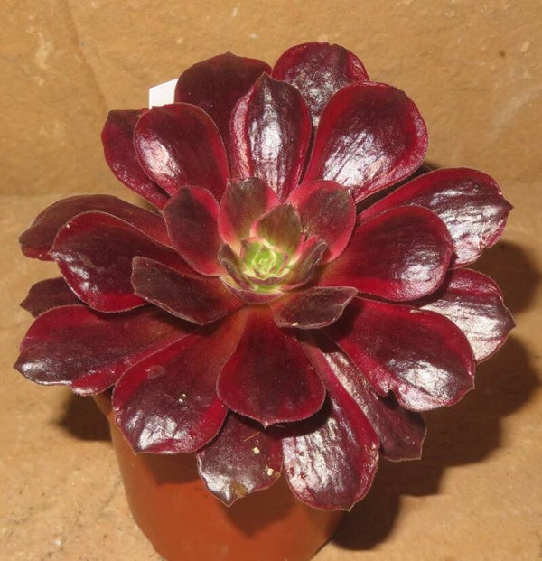 Aeonium cv Blushing Beauty variegata