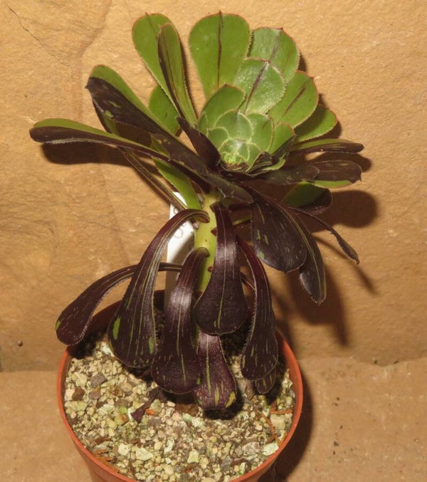 Aeonium arboreum cv Big Bang