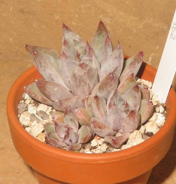 Echeveria cv Tremolo