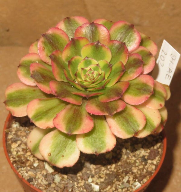Aeonium cv Pink Peony variegata