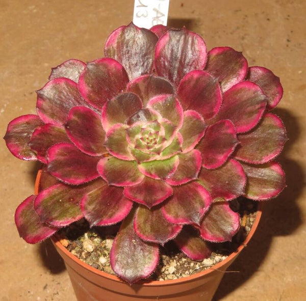 Aeonium cv Ink Painting variegata