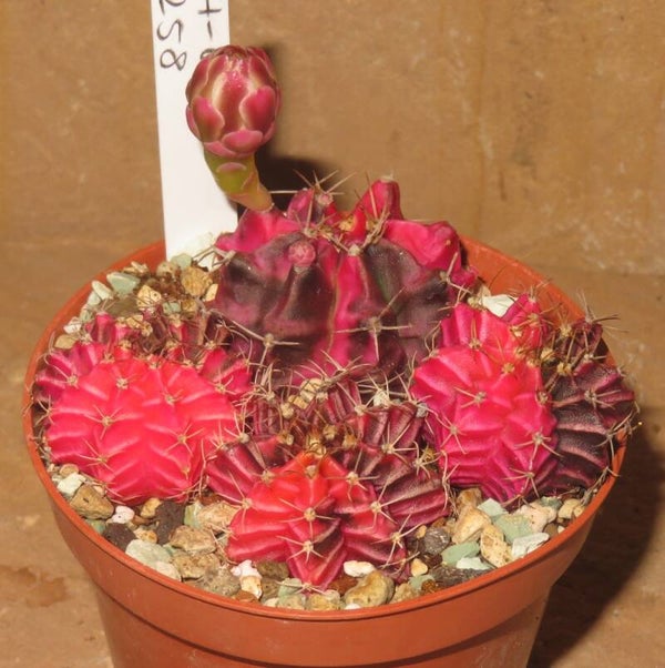 4x Gymnocalycium mihanovichii cv Hibotan-Nishiki variegata