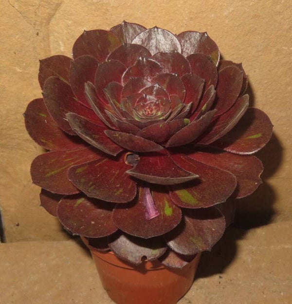 Aeonium arboreum cv Big Bang Plus variegata