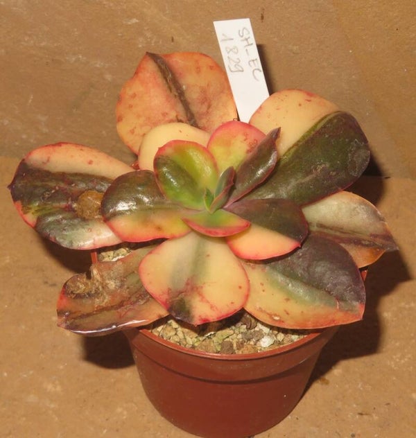 Echeveria cv Primadonna variegata