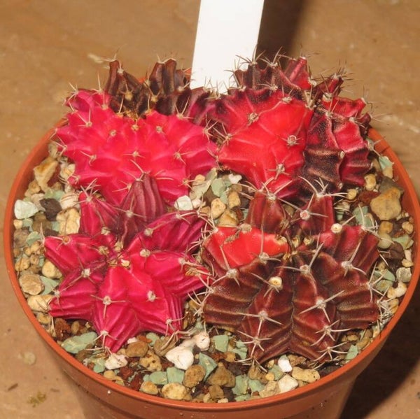 4x Gymnocalycium mihanovichii cv Hibotan-Nishiki variegata