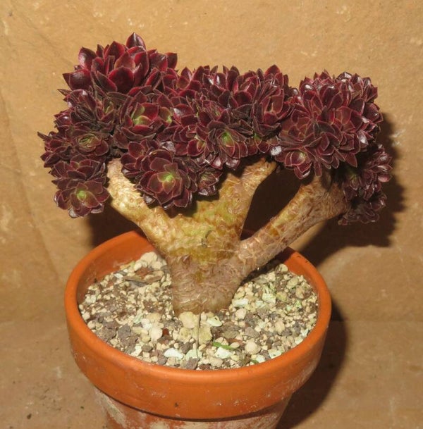 Aeonium cv SuperBang cristata variegata