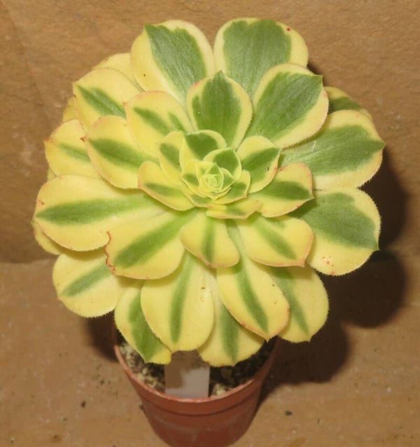Aeonium cv Yanning variegata