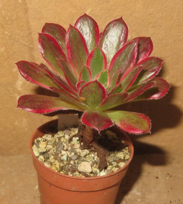 Aeonium cv Peacock variegata ( Black Magic )