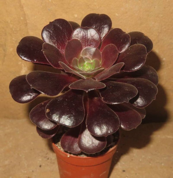 Aeonium cv Blushing Beauty