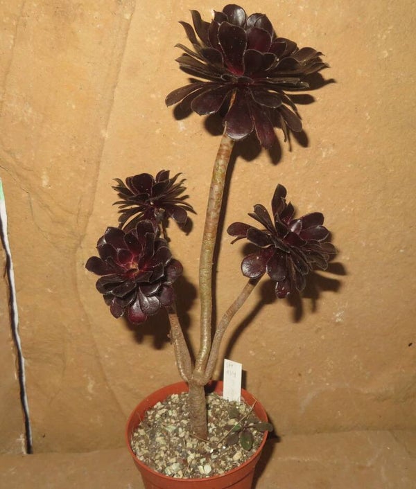 Aeonium arboreum 'Atropurpureum' SCHWARZKOPF