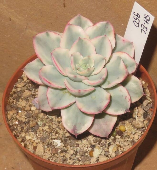 Echeveria cv Atlantis variegata