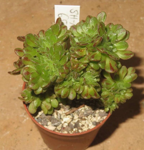 Aeonium arnoldii cristata - Culture Plants Klone