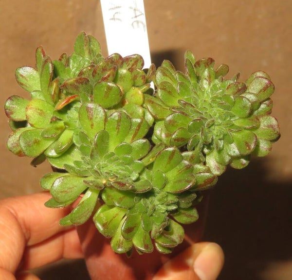 Aeonium arnoldii cristata