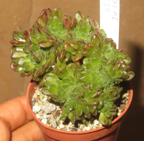 Aeonium arnoldii cristata