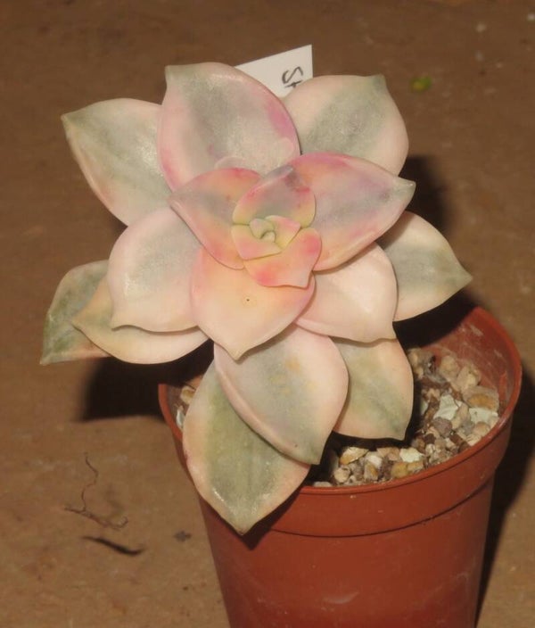 Graptopetalum cv Purple Delight variegata