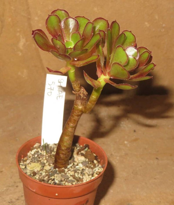 Aeonium arboreum 'Atropurpureum'
