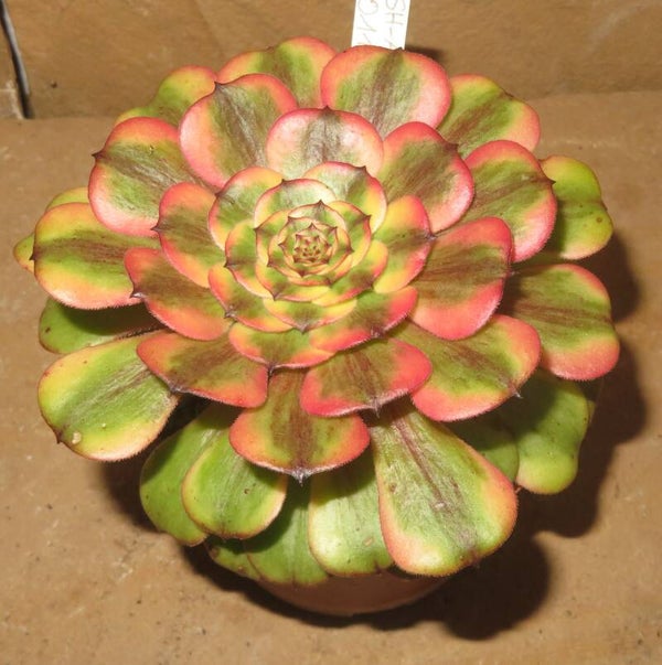 Aeonium cv Pink Peony variegata