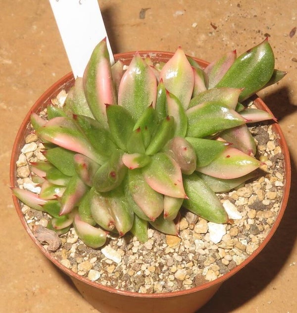 Echeveria agavoides cristata variegata
