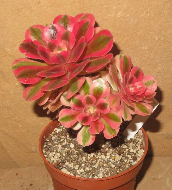 Aeonium cv Pink Witch variegata