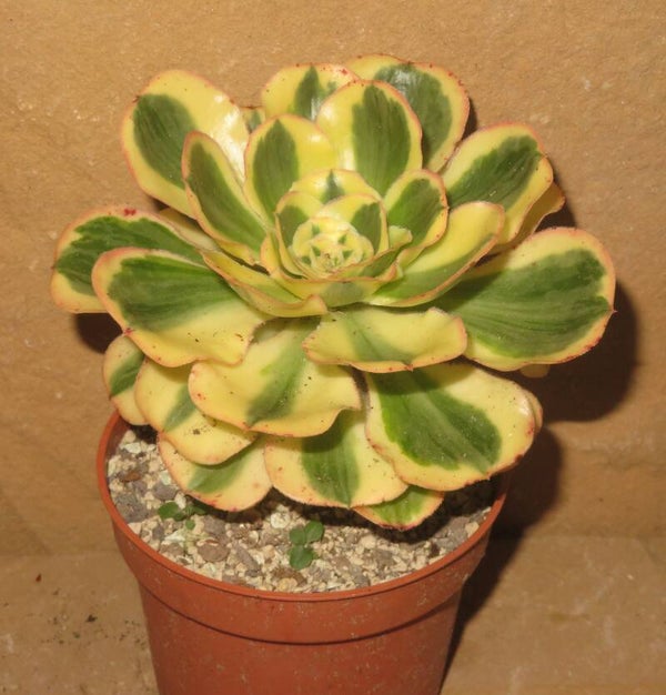 Aeonium cv Zeus variegata