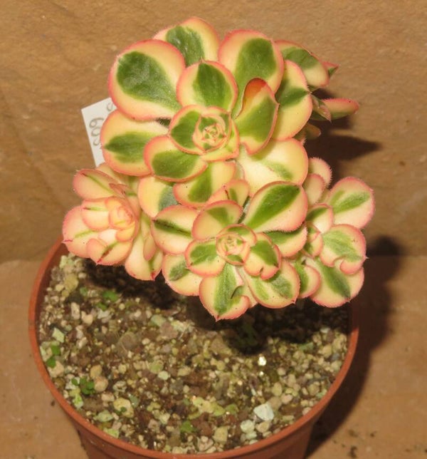 Aeonium cv Zeus variegata