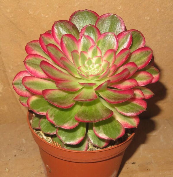Aeonium cv Kaleidoscope variegata