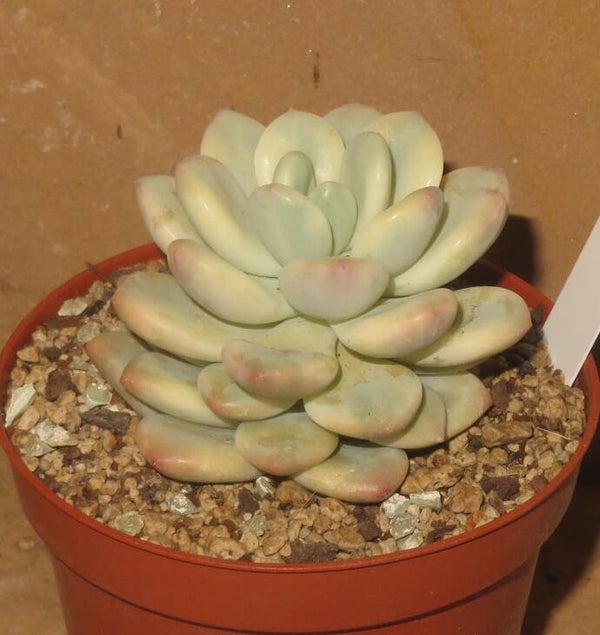 Echeveria cv Ice Cream variegata New!!!