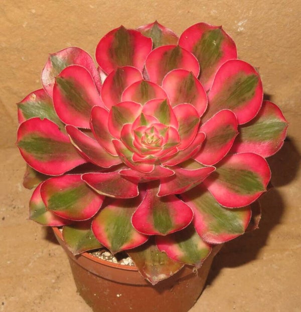 Aeonium cv Alice variegata