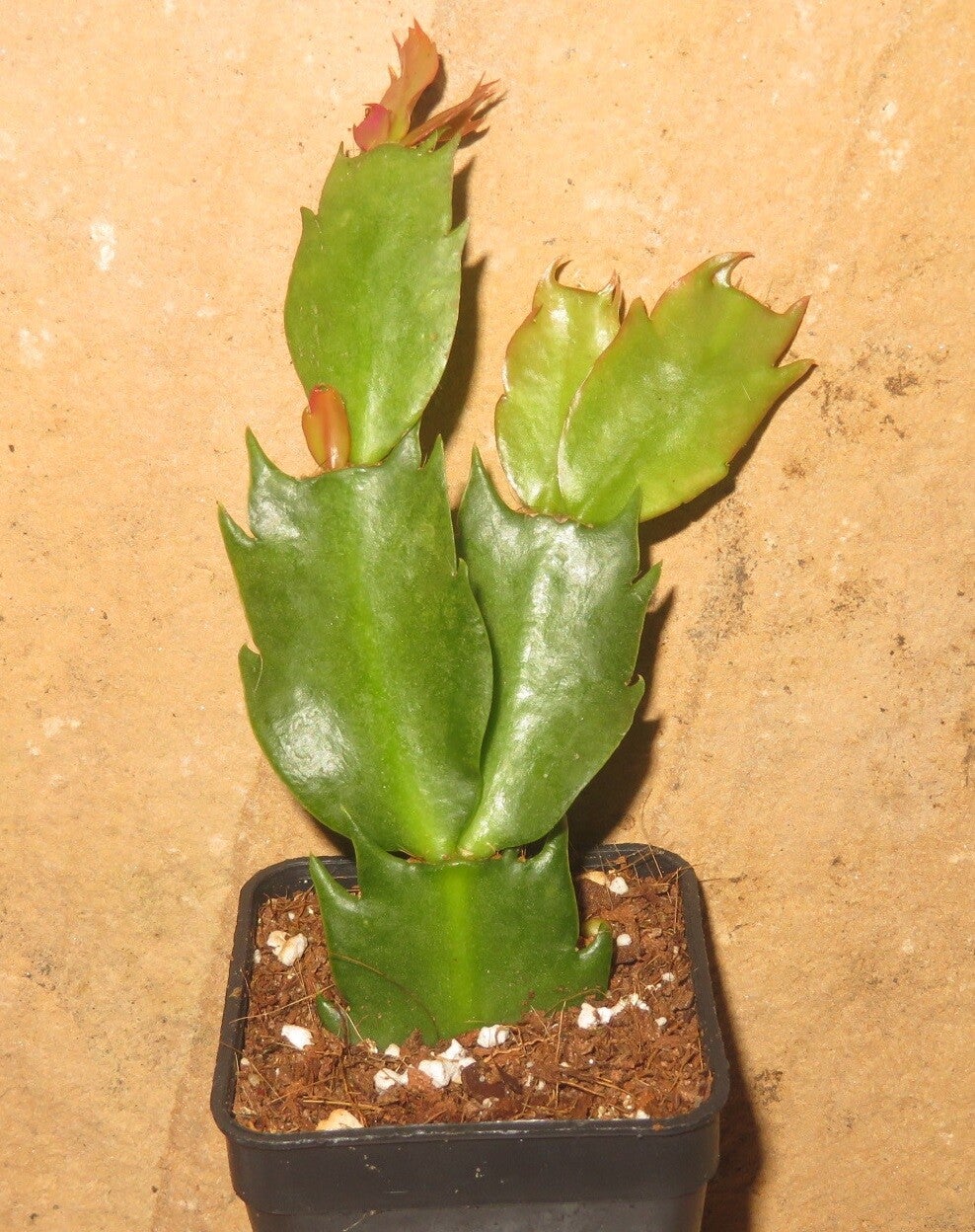 Schlumbergera cv Triana – Weihnachtskaktus Zygocactus