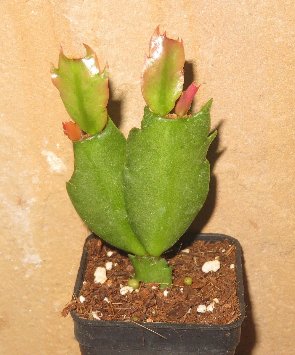 Schlumbergera cv Triana – Weihnachtskaktus Blattkaktus