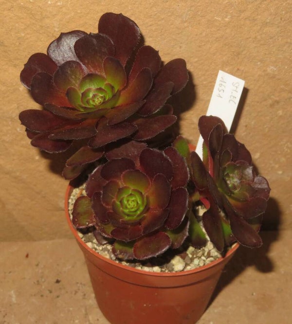 Aeonium cv Morticia