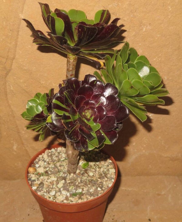 Aeonium arboreum cv Big Bang GRUPPE