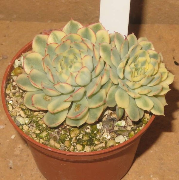 Echeveria cv Karin variegata New!!!