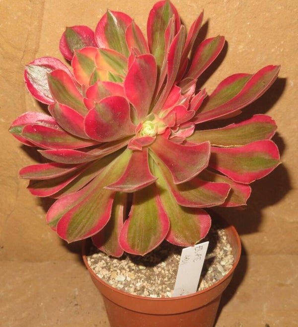 Aeonium cv Rainbow Swirl variegata Große Pflanze